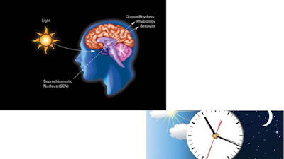 circadian rhythm+how biological clock works+how body clock works