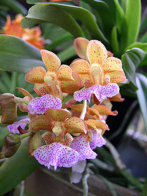 Grow and care Aerides flabellata orchid - The Fan-Shaped Aerides