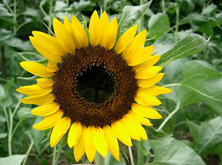  Manfaat dan Khasiat Bunga Matahari