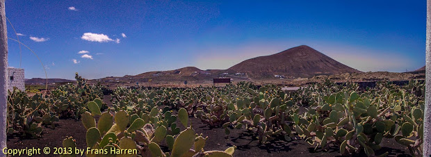 Panorama of cactus field