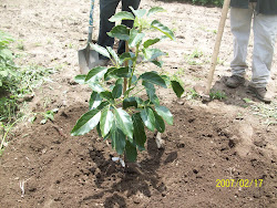 Establecimiento de una huerta de aguacate