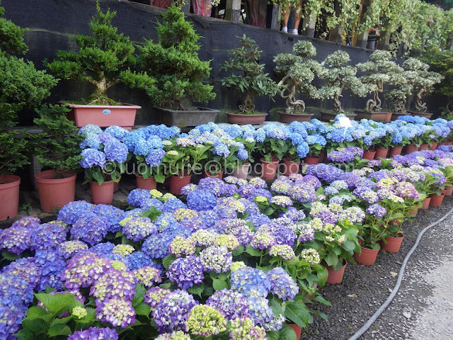 Yangmingshan Zhuzihu hydrangea