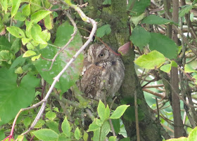 Scops Owl - Ryhope, Durham