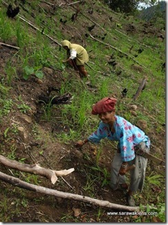 hill_paddy_planting_sarawak_padi_bukit