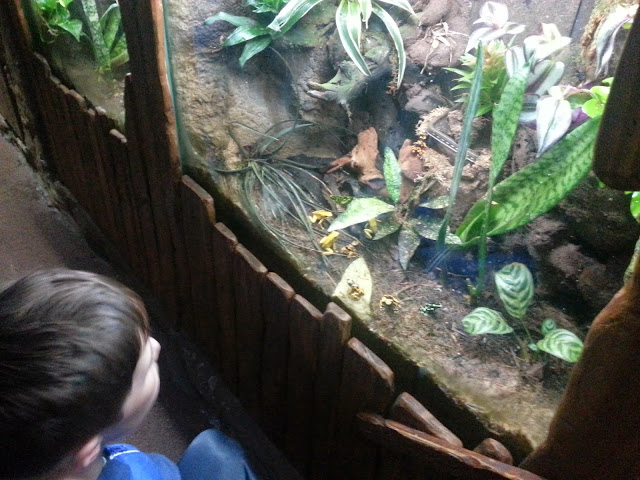 Frogs at Bristol Aquarium