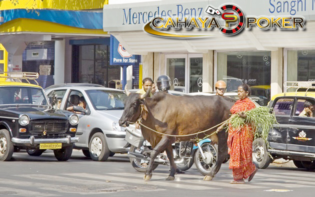 Sapi-Sapi Di India Akan Dibuatkan KTP