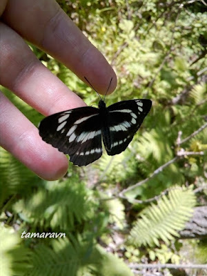 Бабочка пеструшка (Neptis sp.)