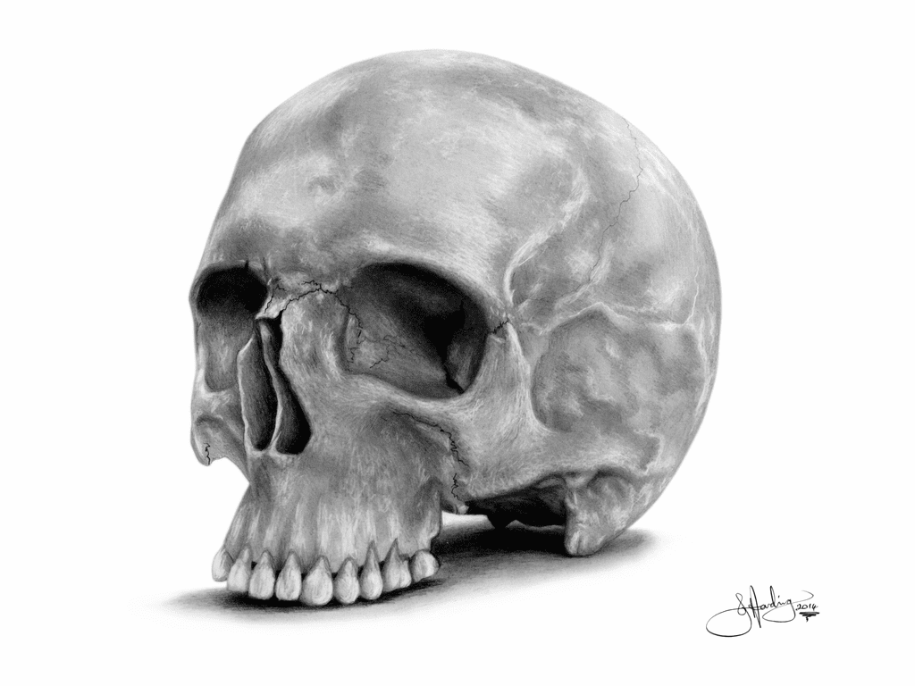 Realistic Human Skull Drawing