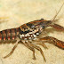 Procambarus Enoplosternum