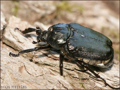 Lapkoku praulgrauzis (Osmoderma barnabita)