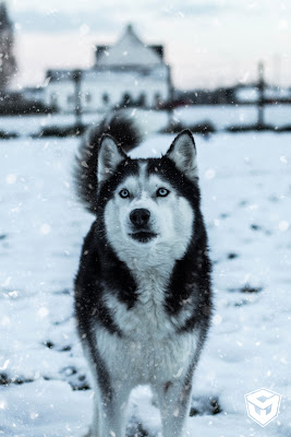 صورة كلب هاسكي ابيض واسود بين الثلج ، صور حيوانات فخمه بجودة 4K
