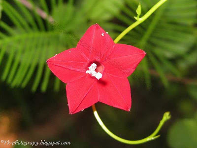 Cypress Vine