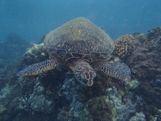 Hawaiian green sea turtle