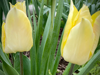yellow tulips photo by mbgphoto