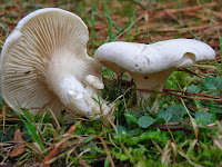 Clitopilus_prunulus_Morărița