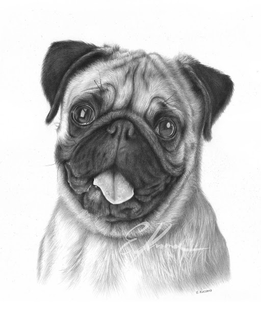 Graphite pencil portrait of a pug