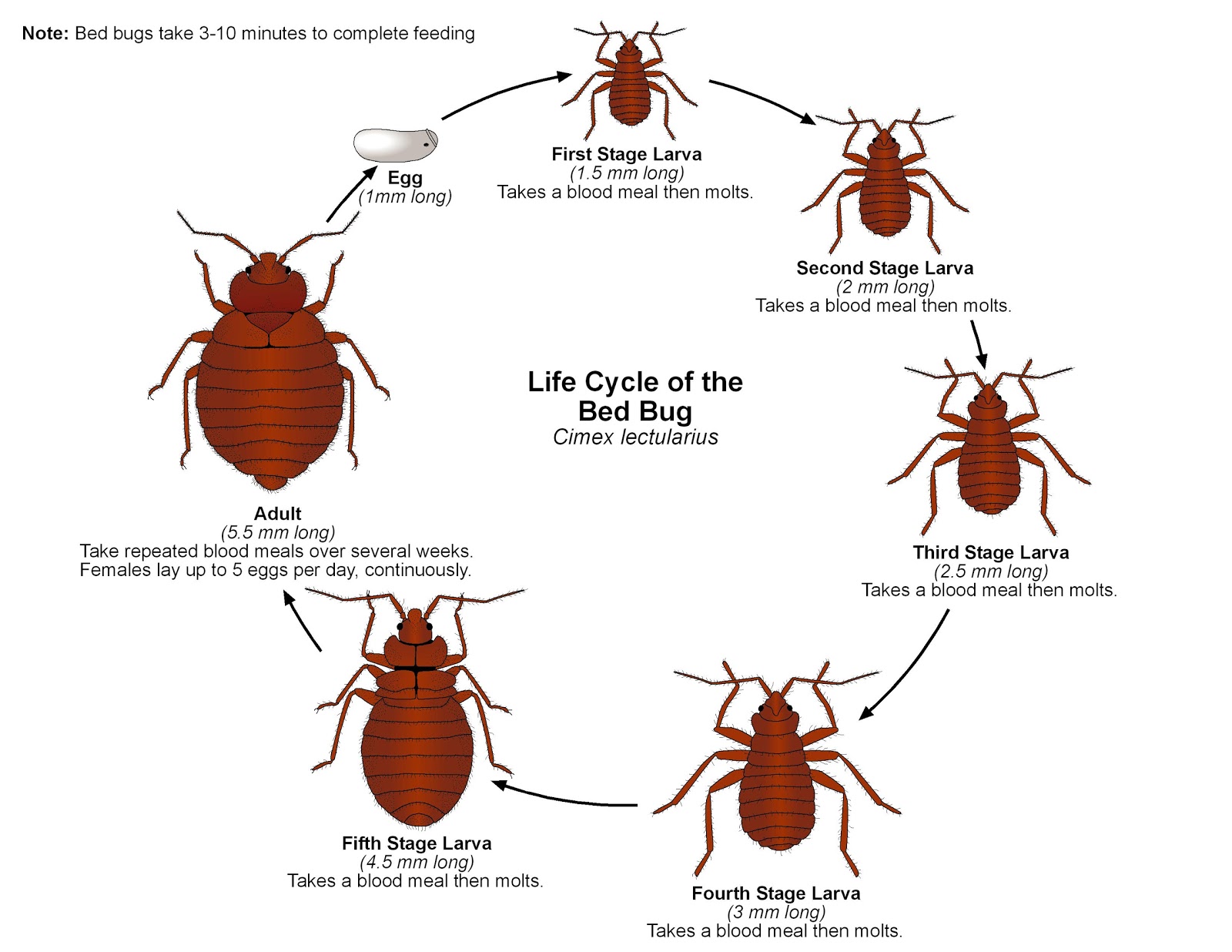 Bed Bug Life Cycle pictures