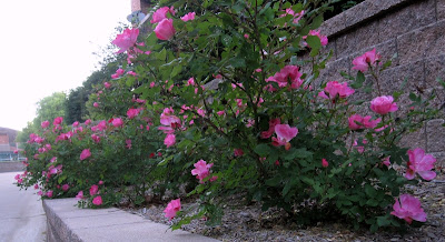 bordura de trandafiri in gradina