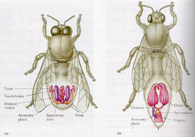 Resultado de imagen de espermateca de la abeja reina