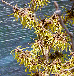 Witch Hazel 'Arnold's Promise' in bloom