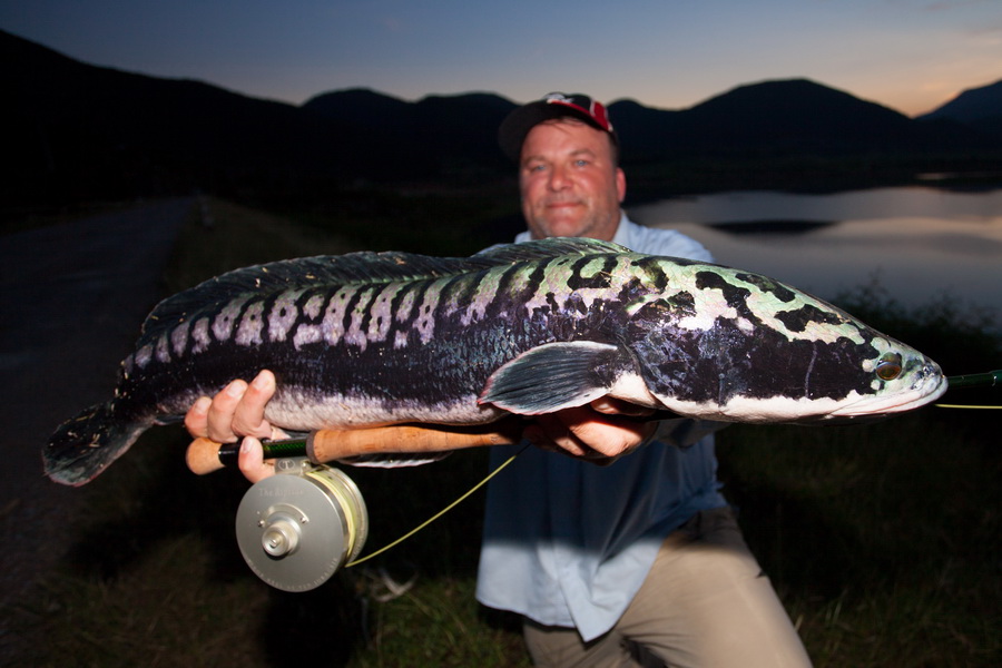 International Fishing News: THAILAND: snakehead fly fishing