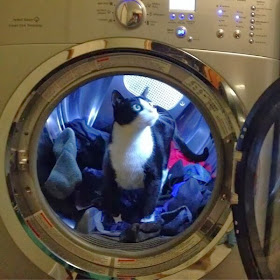 Funny cats - part 93 (40 pics + 10 gifs), cat inside washing machine