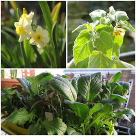 A collage of 3 pictures showing balcony plants in April. 