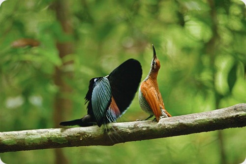 aves del paraiso twelve-wired-bird-of-paradise_1000x666