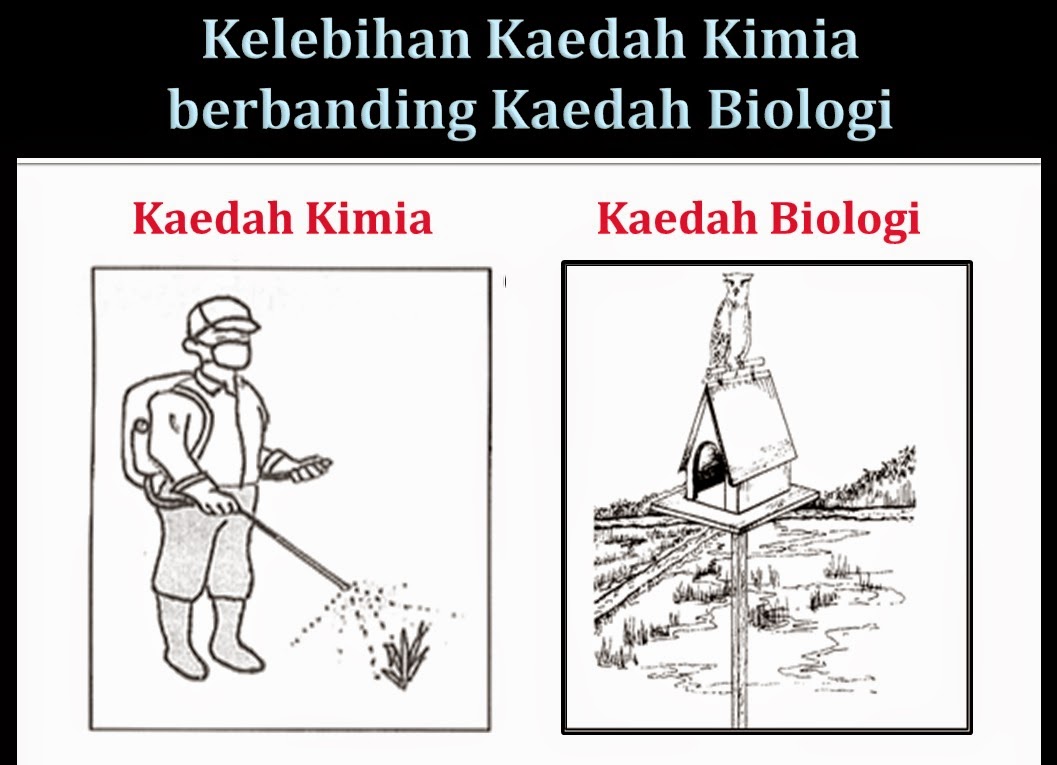 Contoh Soalan Dan Jawapan Biologi Kertas 3 Tingkatan 4 