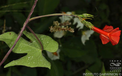 Campanilla roja (Ipomoea rubriflora)