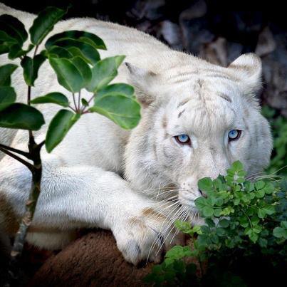 Tigre branco de olhos azuis - uma criação da natureza ou invenção do homem ?