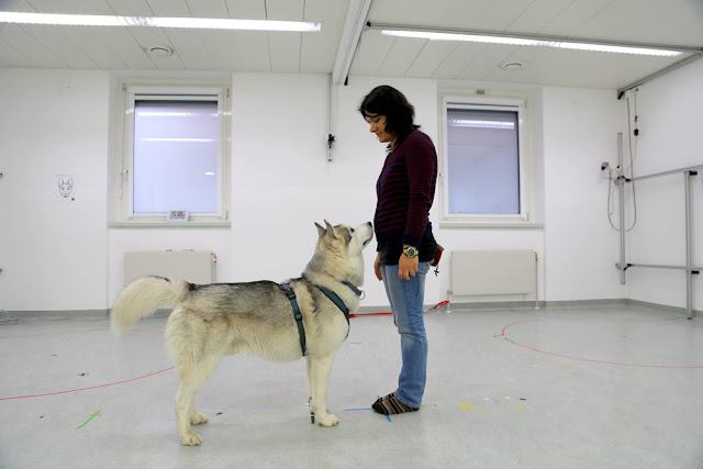Even older dogs can learn new tricks, as shown in this study of aging of attentiveness
