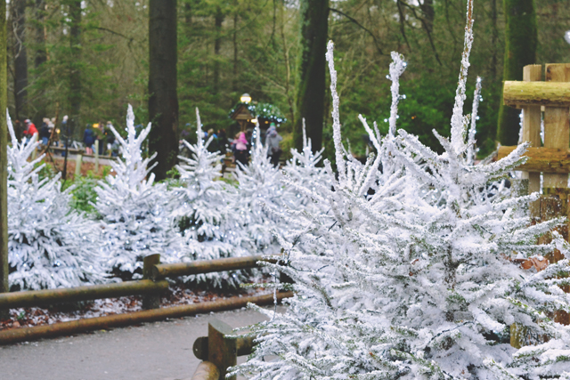 CenterParcs Snowy Christmas Trees