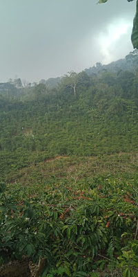 Kebun kopi robusta Tanggamus