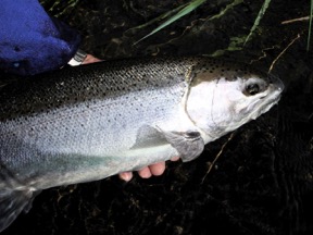 WinterSteelhead_Jay_BRIGHT-2015-07-25-17-40.jpg