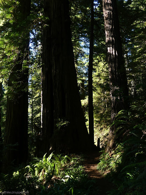 clustered rather large trees