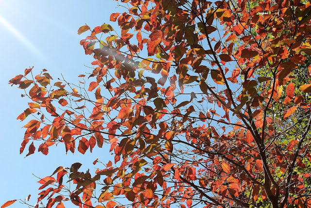 tree with fall leaves