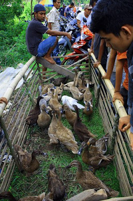 Pacu Itik Payakumbuh Sumatera Barat