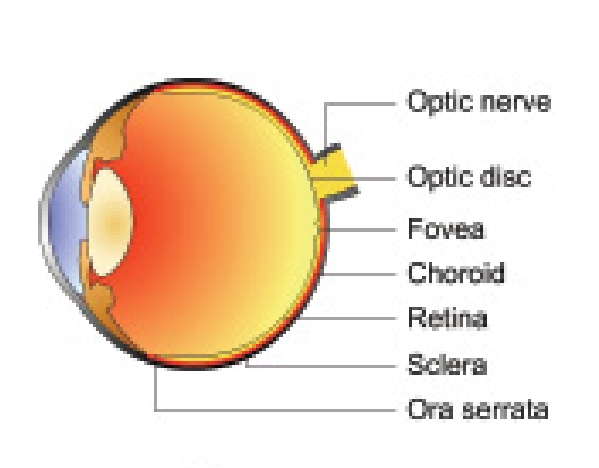 Gross anatomy and microscopic structure of retina