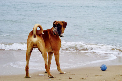 Foto de Bulldog en la playa