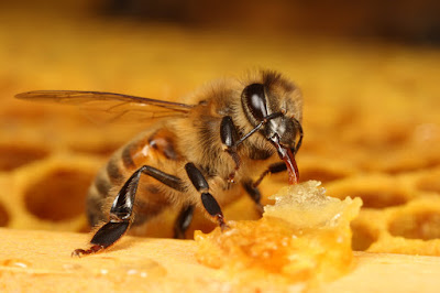 nasehat: sosok lebah patut dijadikan pelajaran oleh seorang mukmin