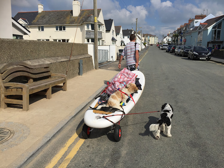 Harleydogson cadging a lift home