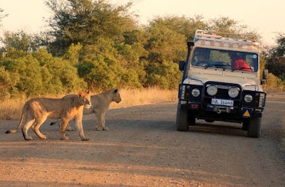 kruger south africa