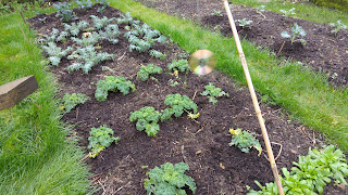 Compost from potato containers around brassica plants