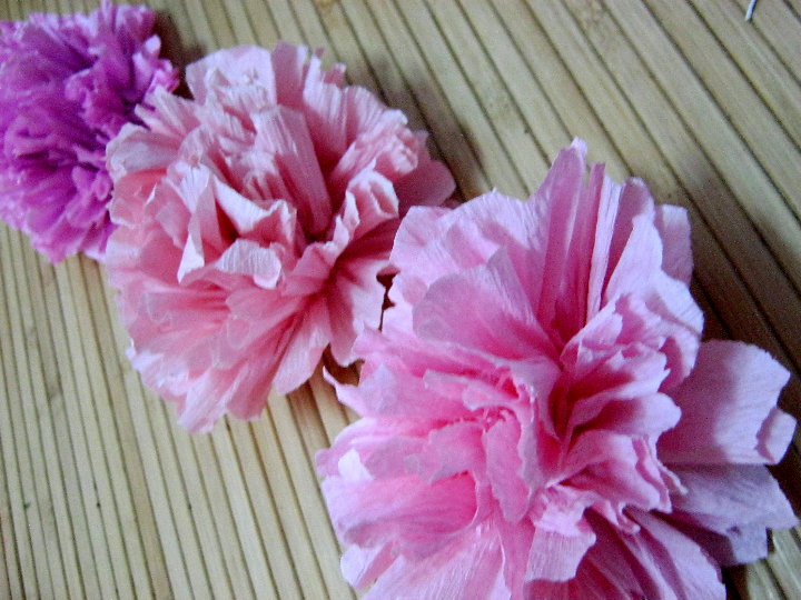 PetakBunga Berblog Bunga  Carnation Pink
