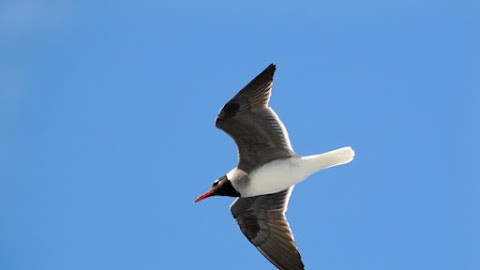 Bird Flying in The Blue Sky