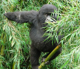  Game drive to see lions, leopard, elephant, buffalo, etcBuhoma Lodge/ Mahogany Springs Lodge  Moderate option: Engagi Lodge/ Silverback Lodge / Gorilla Safari Lodge/ Lake Kitandara Camp,Ruhija gorilla safari lodge,uganda gorilla tour, Gorillas and Wildlife tour, budget gorilla tour,   luxury safari uganda,Wildlife Safaris, cheap Gorilla trek Rwanda, wildlife tour safari, primate wildlife safari, primate tours, mid-price Rwanda gorilla tour,  cheap car hire uganda, uganda 4x4 hire, budget tour, tourist news uganda Rwanda, Uganda tour operator, wildlife tour, uganda safari, visit Uganda, tour review safari Rwanda, Uganda tour safari video, Uganda tour company, gorilla tour agent, gorilla, bwindi gorilla, tour 4x4 rental, safari van hire, safari car hire, 1 to 10 days tour uganda tour, Murchison falls tour, kibale, chimpanzee tour ,Uganda safari agent, gorilla safari, Rwanda Car Hire, tour info, tour advice, Jinja camp site, Mabira forest, horseback safaris, horse riding, horse riding,lake mburo, quuen Elizabeth,Kibale,Bunyonyi, batwa, volcano climbing, golden money,chimpanzee,nature walk, Kigali city tour,Uganda museum,budongo forest, semuliki,bwindi national park,mgahinga,batwa,flying tours, t,double gorilla tracking,zebra,lions,elephants,,kudu,impalas