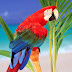 3d parrot birds pics