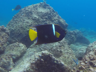 Poisson Ange à barre blanche