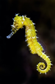 The seahorse does not look like a fish. It has some unusual features such as how the male carries the eggs, which is backward to other creatures.